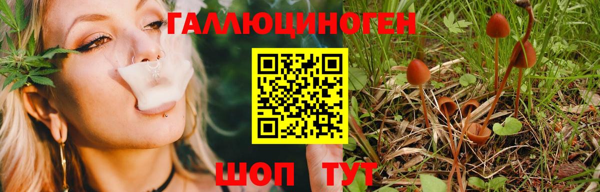 Галлюциногенные грибы Cubensis  Вход с VPN  Псилоцибиновые грибы прущие грибы  Чебоксары 